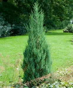 Brighter Blooms Skyrocket Juniper Tree 8 Brighter Blooms Skyrocket Juniper Tree