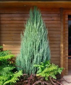 Brighter Blooms Skyrocket Juniper Tree