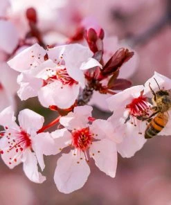 Brighter Blooms Krauter Vesuvius Flowering Plum Tree 8 Brighter Blooms Krauter Vesuvius Flowering Plum Tree
