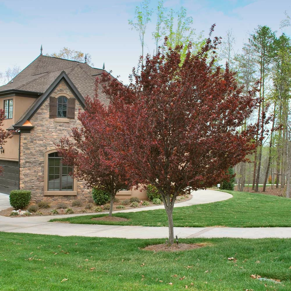 Brighter Blooms Krauter Vesuvius Flowering Plum Tree 4 Brighter Blooms Krauter Vesuvius Flowering Plum Tree