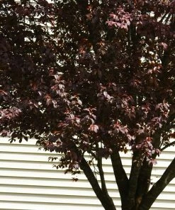 Brighter Blooms Krauter Vesuvius Flowering Plum Tree 10 Brighter Blooms Krauter Vesuvius Flowering Plum Tree