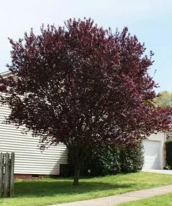 Brighter Blooms Krauter Vesuvius Flowering Plum Tree