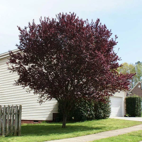 Brighter Blooms Krauter Vesuvius Flowering Plum Tree 1 Brighter Blooms Krauter Vesuvius Flowering Plum Tree