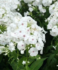 Brighter Blooms Perennials Super Ka-Pow™ White Phlox