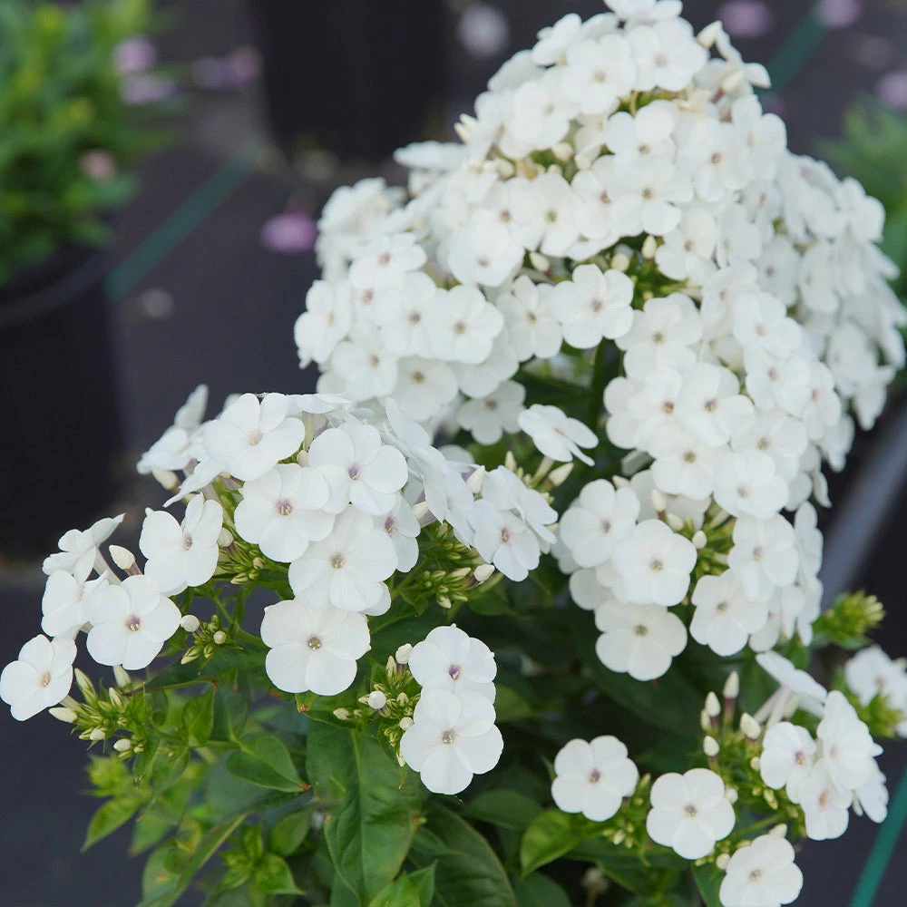 Brighter Blooms Perennials Super Ka-Pow™ White Phlox 3 Brighter Blooms Perennials Super Ka-Pow™ White Phlox