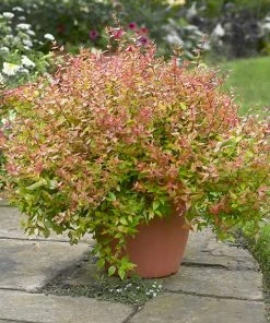 Brighter Blooms Kaleidoscope Abelia Shrub Shrubs & Hedges