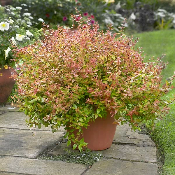 Brighter Blooms Kaleidoscope Abelia Shrub Shrubs & Hedges 1 Brighter Blooms Kaleidoscope Abelia Shrub Shrubs & Hedges