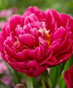 Brighter Blooms Karl Rosenfield Peony Perennials
