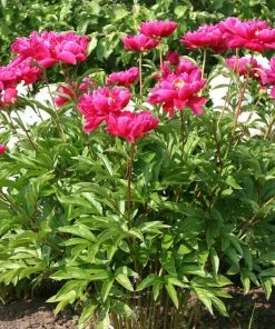 Brighter Blooms Karl Rosenfield Peony Perennials