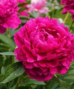Brighter Blooms Karl Rosenfield Peony Perennials