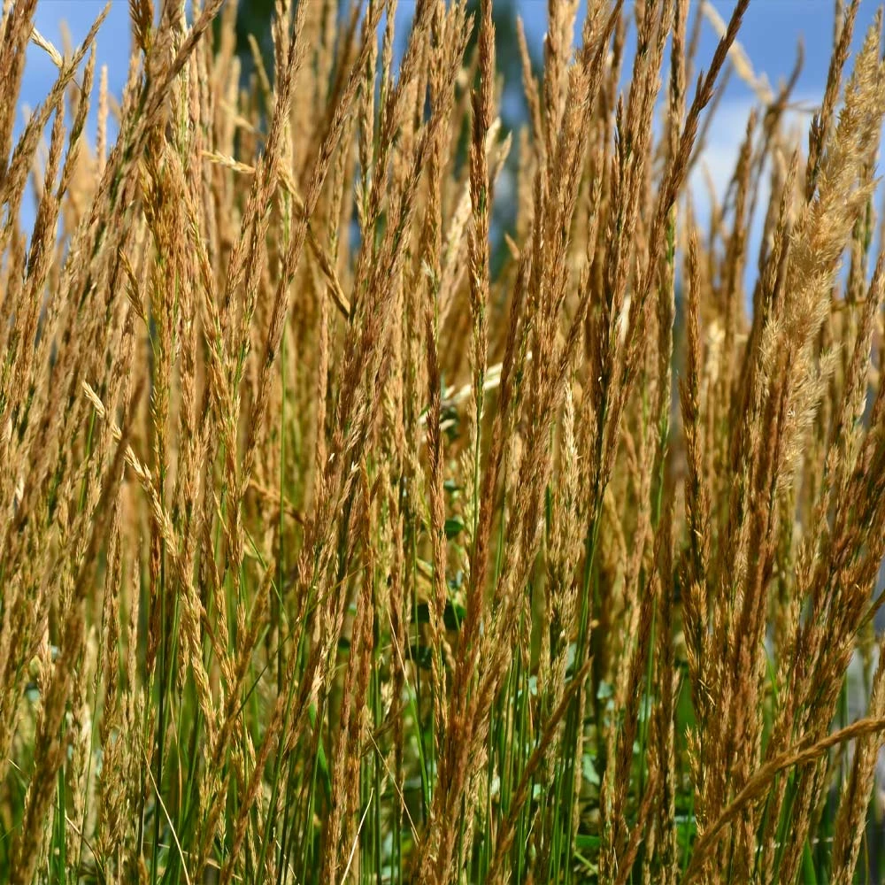 Brighter Blooms Karl Foerster Grass Ornamental Grasses 3 Brighter Blooms Karl Foerster Grass Ornamental Grasses