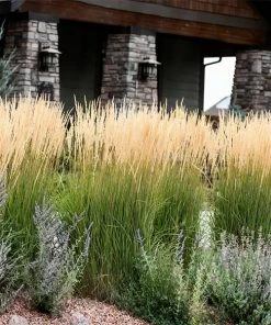 Brighter Blooms Karl Foerster Grass Ornamental Grasses