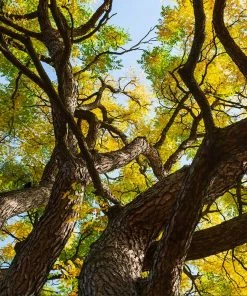 Brighter Blooms Kentucky Coffeetree Flowering Trees