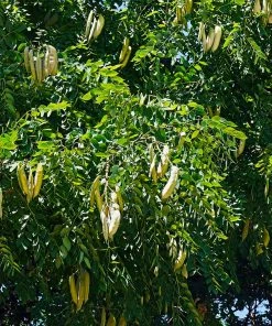Brighter Blooms Kentucky Coffeetree Flowering Trees