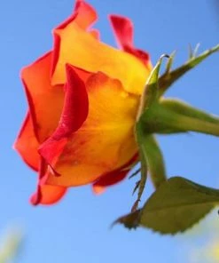 Brighter Blooms Ketchup & Mustard Standard Rose Tree