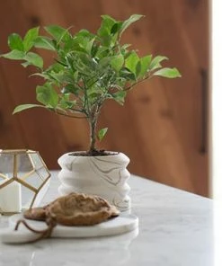 Brighter Blooms Key Lime Gift Tree Fruit Trees