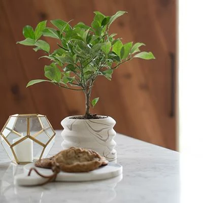 Brighter Blooms Key Lime Gift Tree Fruit Trees 2 Brighter Blooms Key Lime Gift Tree Fruit Trees