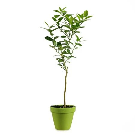 Brighter Blooms Key Lime Gift Tree Fruit Trees 4 Brighter Blooms Key Lime Gift Tree Fruit Trees
