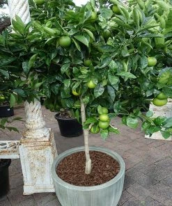 Brighter Blooms Key Lime Tree New Trees