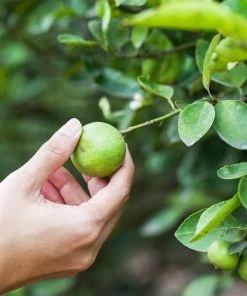Brighter Blooms Key Lime Tree Fruit Trees 17 Brighter Blooms Key Lime Tree Fruit Trees