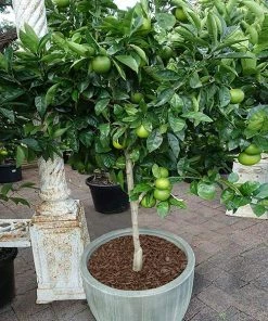Brighter Blooms Key Lime Tree