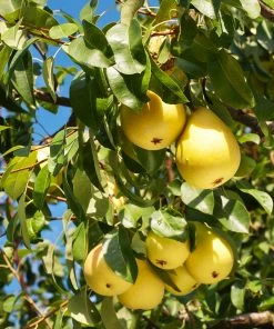 Brighter Blooms Fruit Trees Kieffer Pear Tree 8 Brighter Blooms Fruit Trees Kieffer Pear Tree