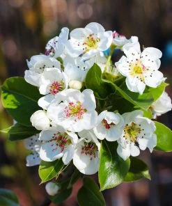 Brighter Blooms Fruit Trees Kieffer Pear Tree 10 Brighter Blooms Fruit Trees Kieffer Pear Tree