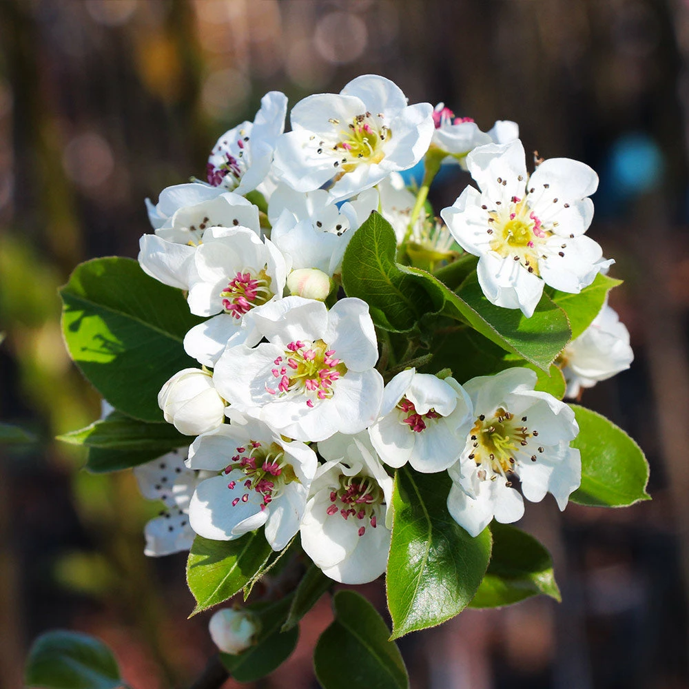 Brighter Blooms Fruit Trees Kieffer Pear Tree 5 Brighter Blooms Fruit Trees Kieffer Pear Tree