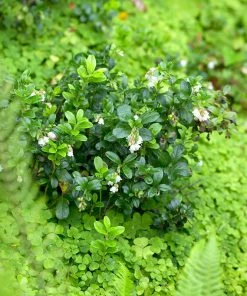 Brighter Blooms Kinnikinnick Emerald Carpet