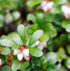Brighter Blooms Kinnikinnick Emerald Carpet