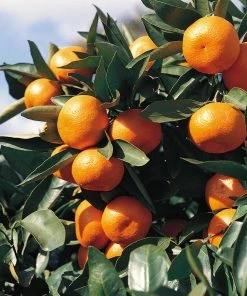 Brighter Blooms Kishu Mandarin Tree
