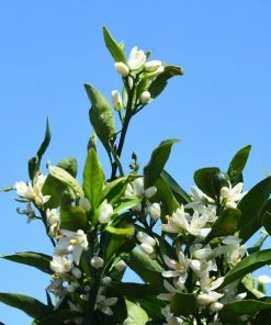 Brighter Blooms Kishu Mandarin Tree