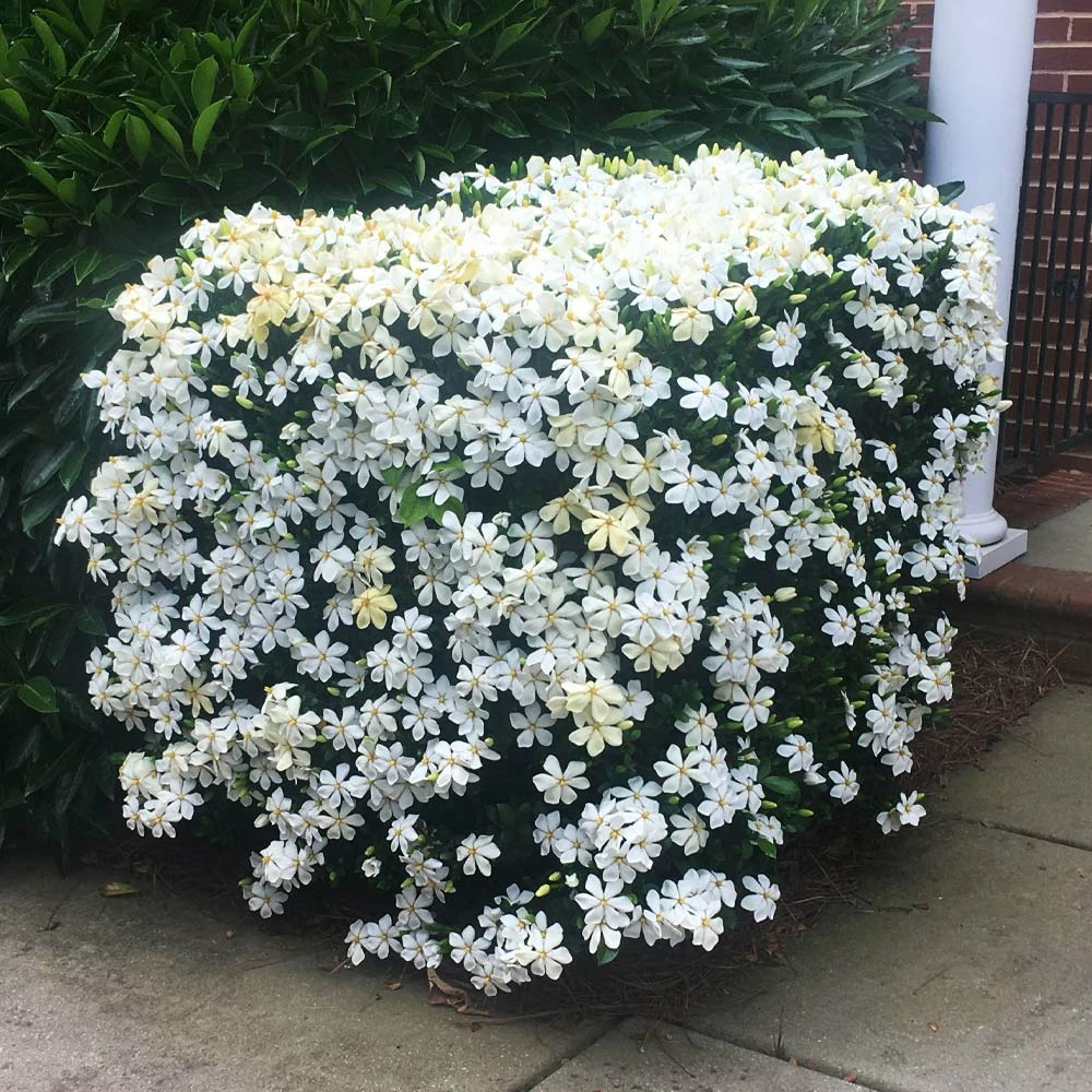 Brighter Blooms Kleim's Hardy Gardenia Shrub Shrubs & Hedges 2 Brighter Blooms Kleim's Hardy Gardenia Shrub Shrubs & Hedges