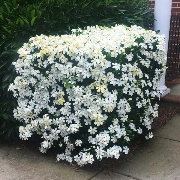 Brighter Blooms Kleim's Hardy Gardenia Shrub Shrubs & Hedges 1 Brighter Blooms Kleim's Hardy Gardenia Shrub Shrubs & Hedges