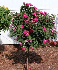 Brighter Blooms Roses Pink Knock Out® Rose Tree