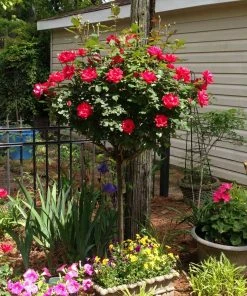 Brighter Blooms Knock Out® Rose Tree Roses