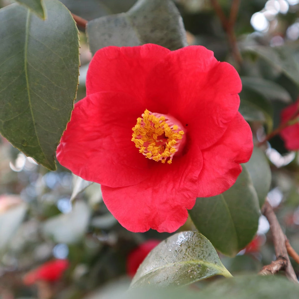 Brighter Blooms Korean Fire Camellia Shrub Camellia Shrubs 4 Brighter Blooms Korean Fire Camellia Shrub Camellia Shrubs