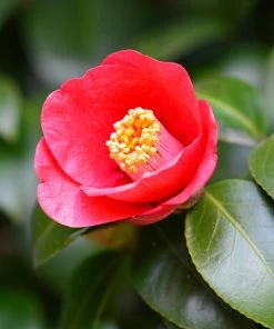 Brighter Blooms Korean Fire Camellia Shrub Camellia Shrubs 5 Brighter Blooms Korean Fire Camellia Shrub Camellia Shrubs