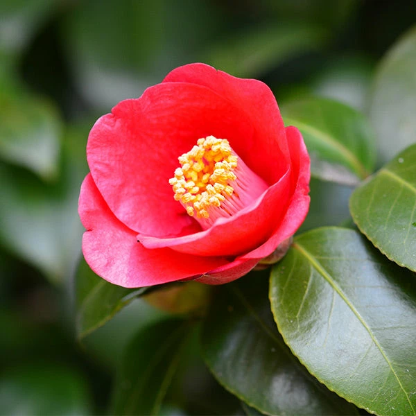 Brighter Blooms Korean Fire Camellia Shrub Camellia Shrubs 1 Brighter Blooms Korean Fire Camellia Shrub Camellia Shrubs