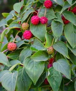 Brighter Blooms White Kousa Dogwood Tree 9 Brighter Blooms White Kousa Dogwood Tree