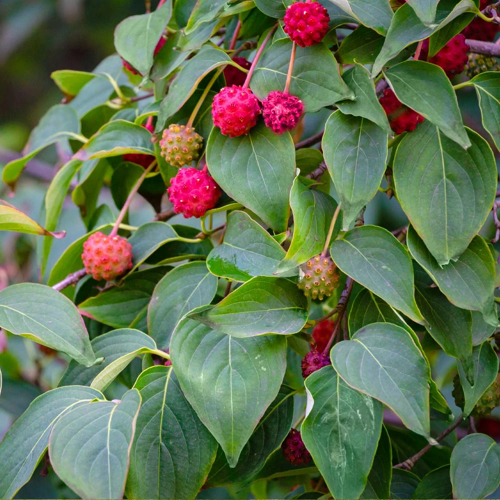 Brighter Blooms White Kousa Dogwood Tree 3 Brighter Blooms White Kousa Dogwood Tree