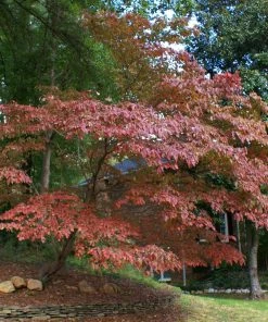 Brighter Blooms White Kousa Dogwood Tree 12 Brighter Blooms White Kousa Dogwood Tree