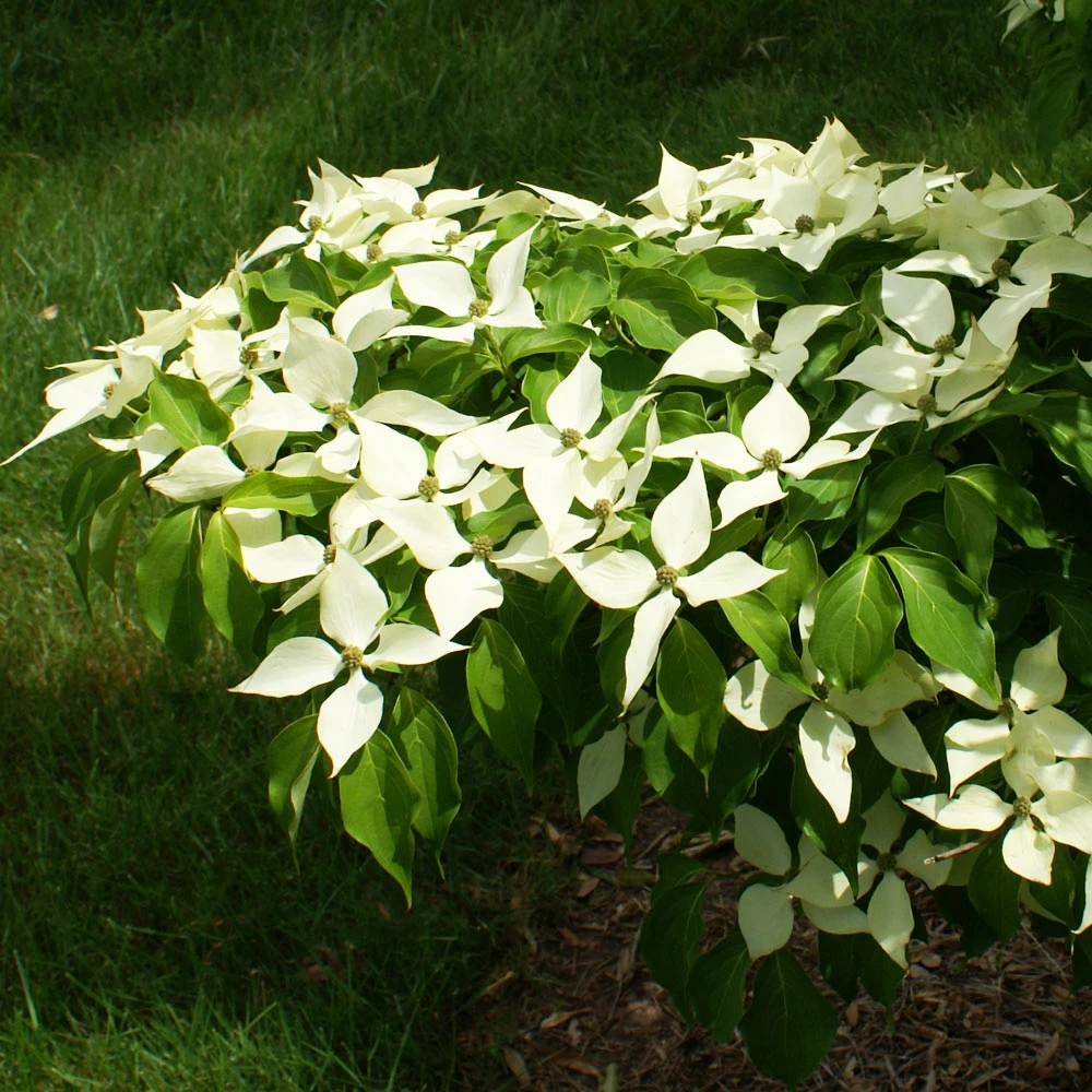 Brighter Blooms White Kousa Dogwood Tree 7 Brighter Blooms White Kousa Dogwood Tree