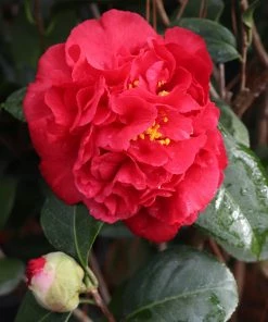 Brighter Blooms Kramers Supreme Camellia Shrub 7 Brighter Blooms Kramers Supreme Camellia Shrub