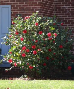Brighter Blooms Kramers Supreme Camellia Shrub 8 Brighter Blooms Kramers Supreme Camellia Shrub