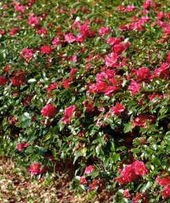 Brighter Blooms Kramers Supreme Camellia Shrub 9 Brighter Blooms Kramers Supreme Camellia Shrub