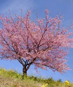 Brighter Blooms Kwanzan Cherry Tree 8 Brighter Blooms Kwanzan Cherry Tree