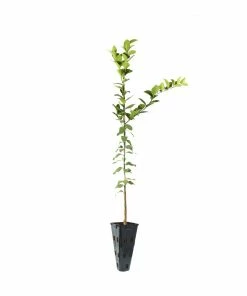 Brighter Blooms Fruit Trees Meyer Lemon Tree 25 Brighter Blooms Fruit Trees Meyer Lemon Tree