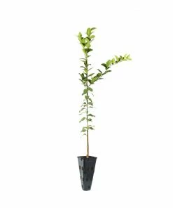 Brighter Blooms Meyer Lemon Tree Fruit Trees 25 Brighter Blooms Meyer Lemon Tree Fruit Trees