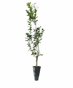 Brighter Blooms Fruit Trees Meyer Lemon Tree 26 Brighter Blooms Fruit Trees Meyer Lemon Tree